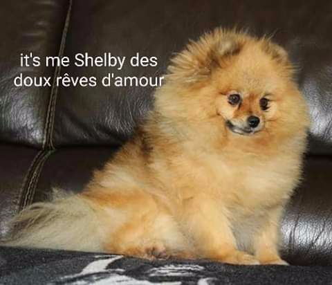 It's me shelby des doux rêves d'amour