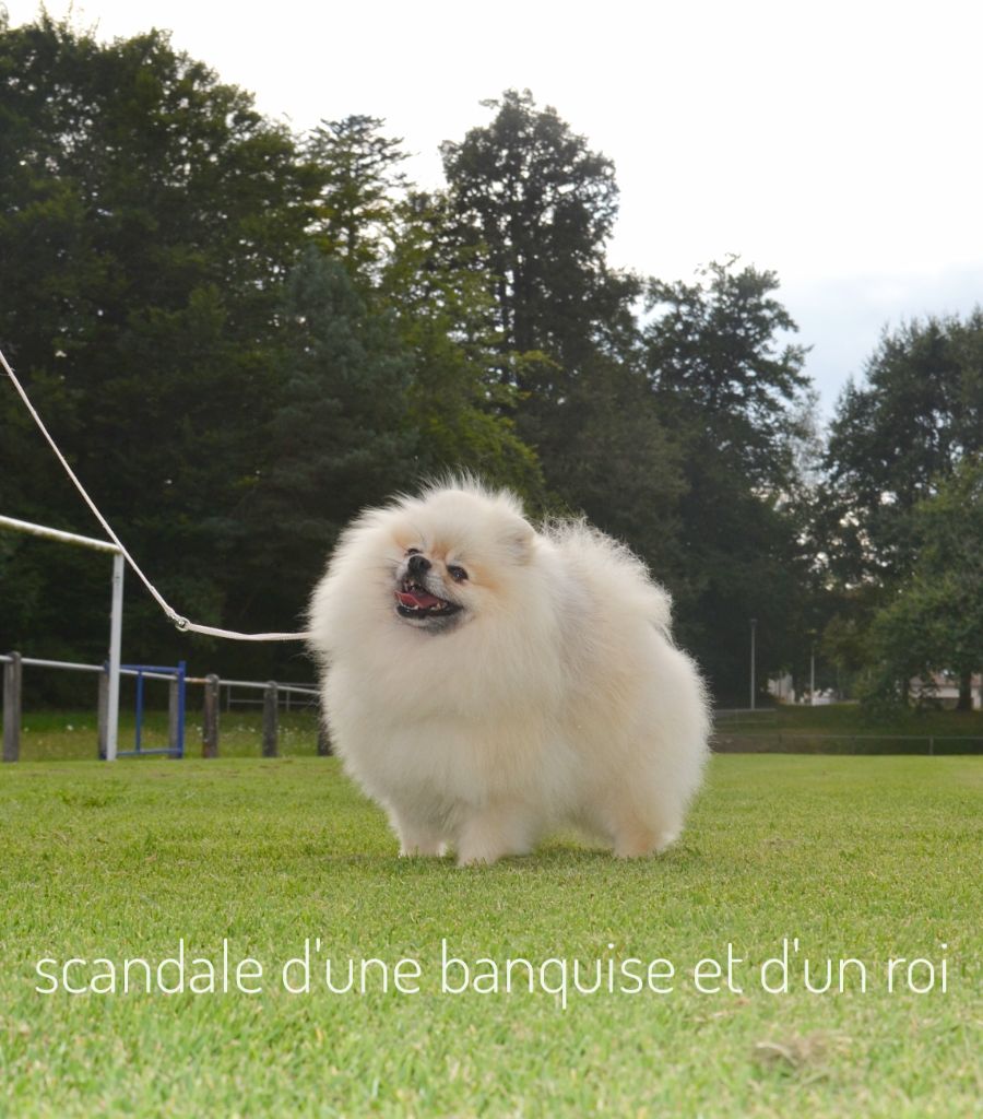 CH. Scandale D'une Banquise Et D'un Roi