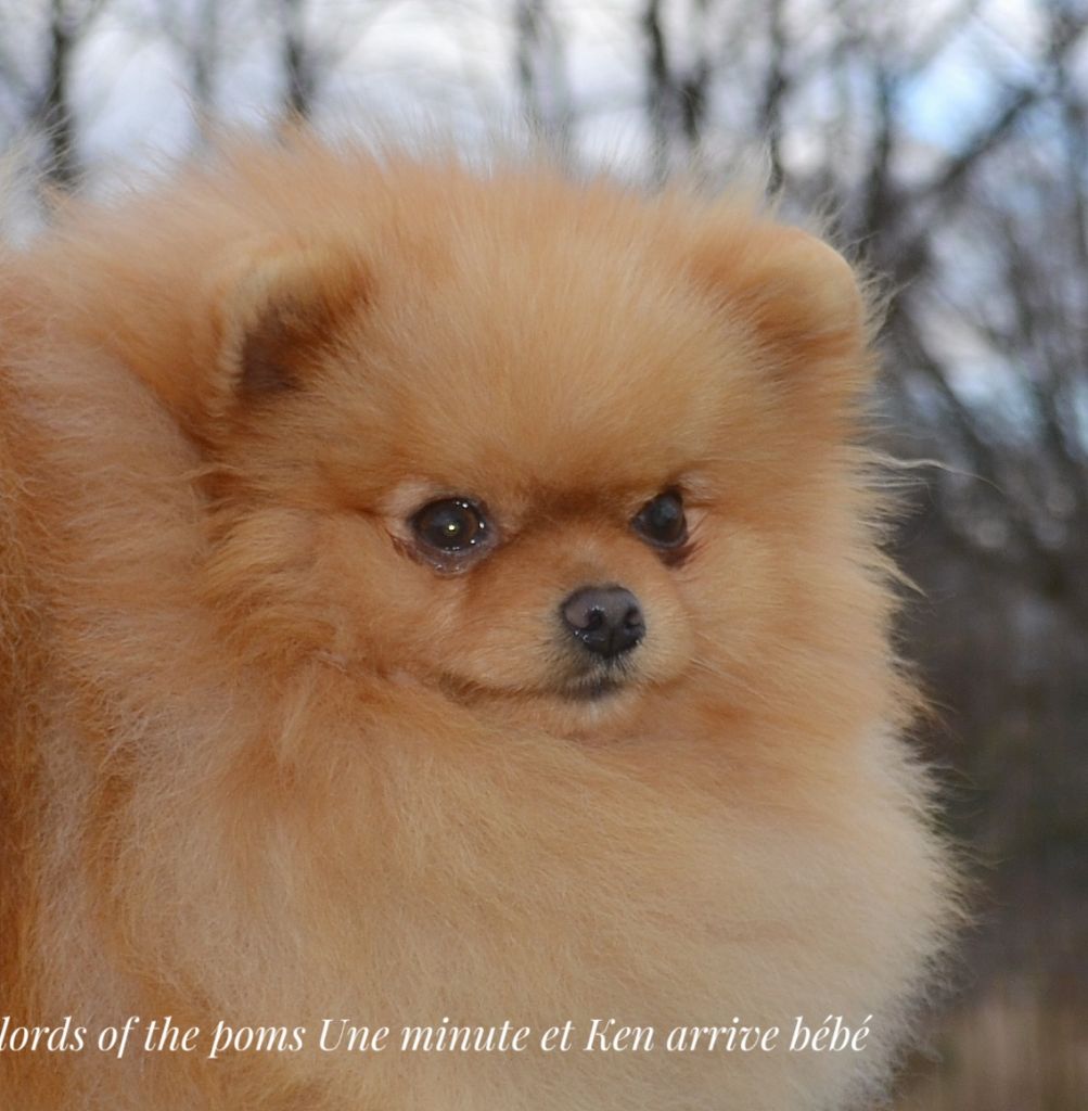Lords of the Poms Une minute et ken arrive bébé