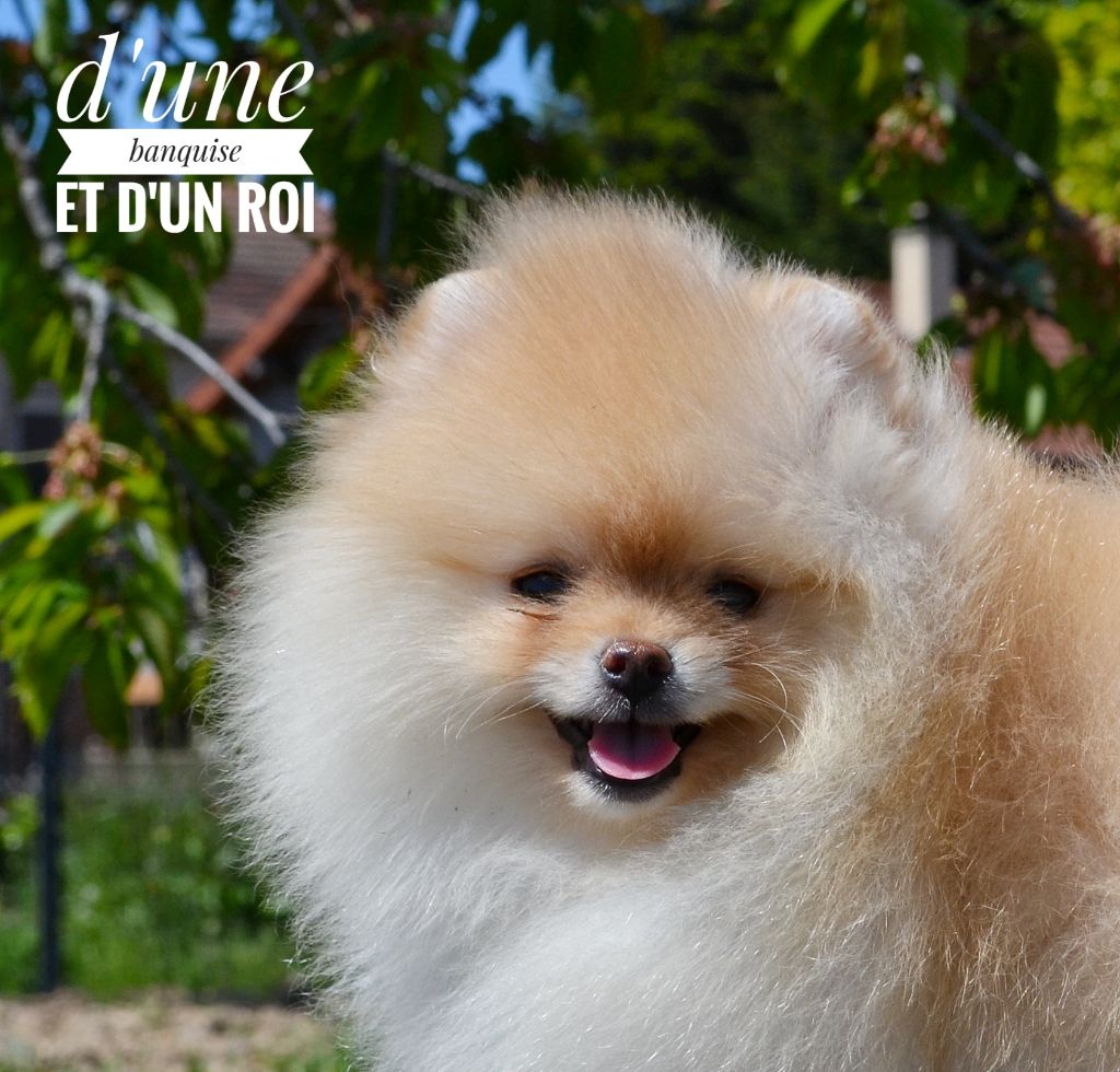 D'une Banquise Et D'un Roi - Chiots disponibles - Spitz allemand